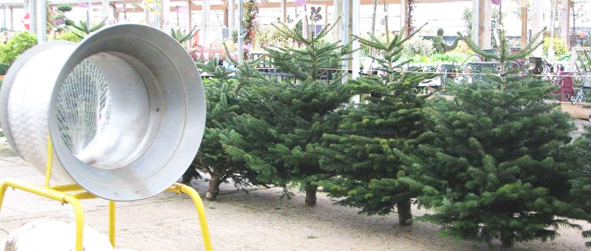 Freshly Cut Suffolk Grown Christmas Trees