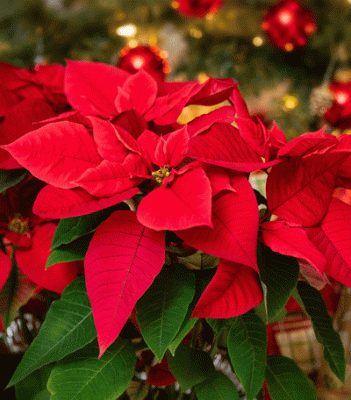 Perfect Poinsettias