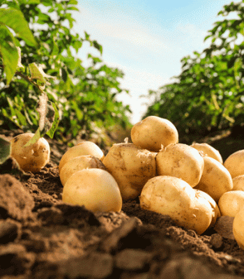 Seed potatoes available now