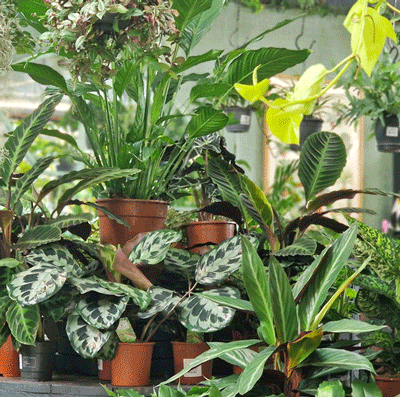 Foliage