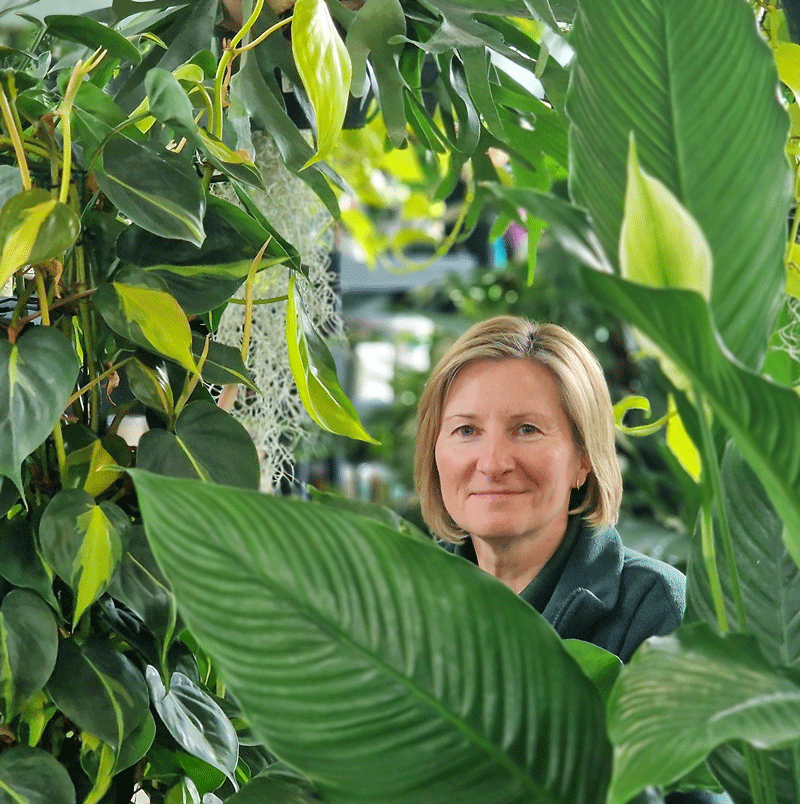 Poplar Nurseries has a huge range of high-quality houseplants