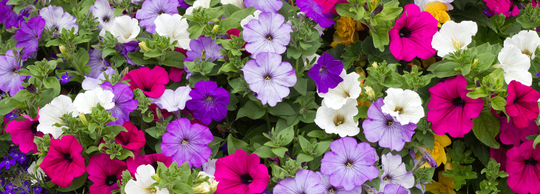 Summer Bedding Plants