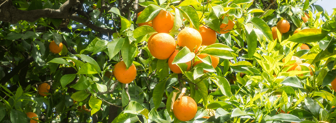 Seville Orange Marmalade Recipe