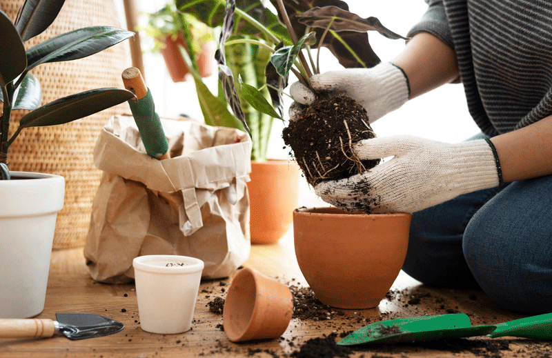How do I repot a houseplant?
