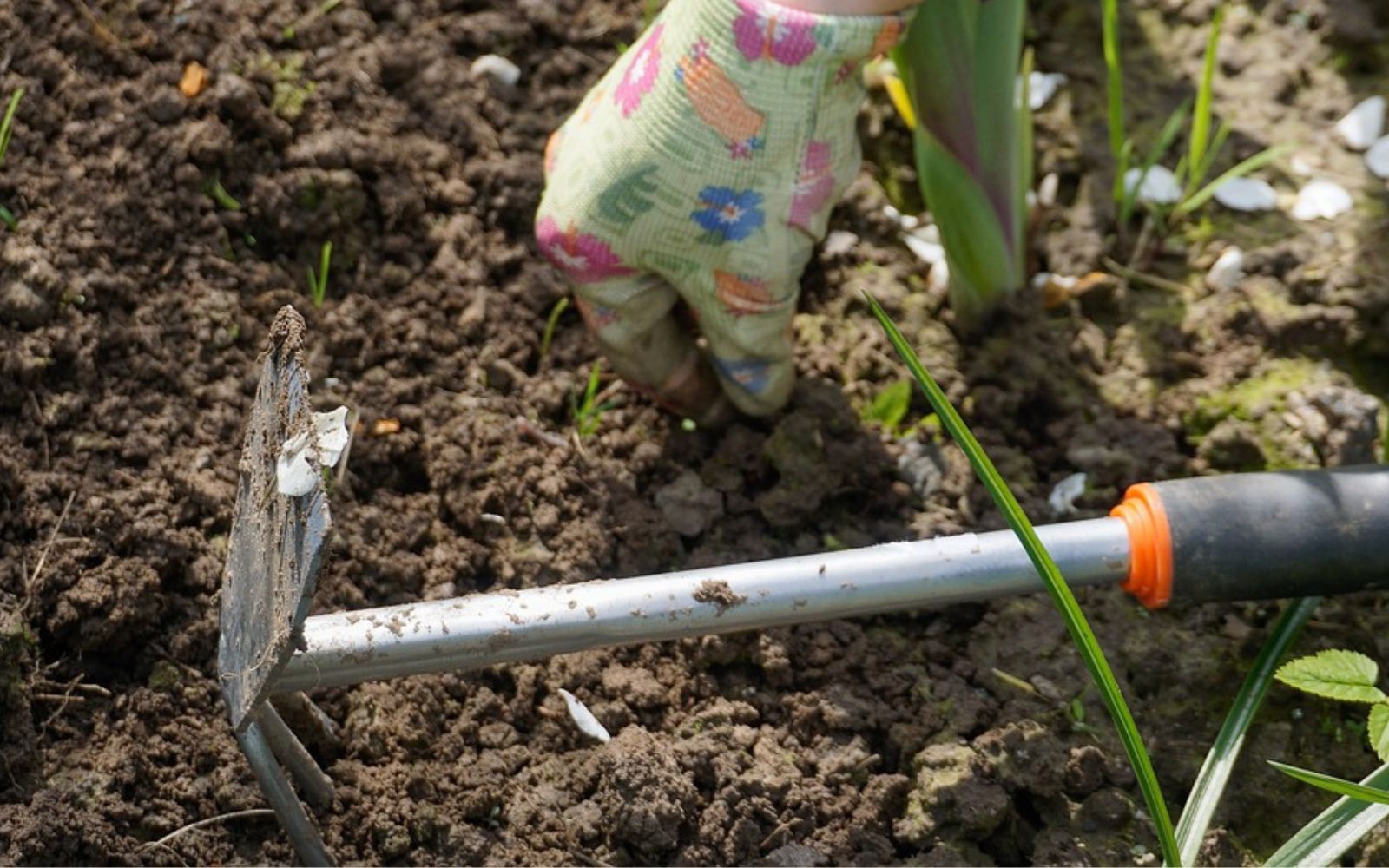 How to weed a garden