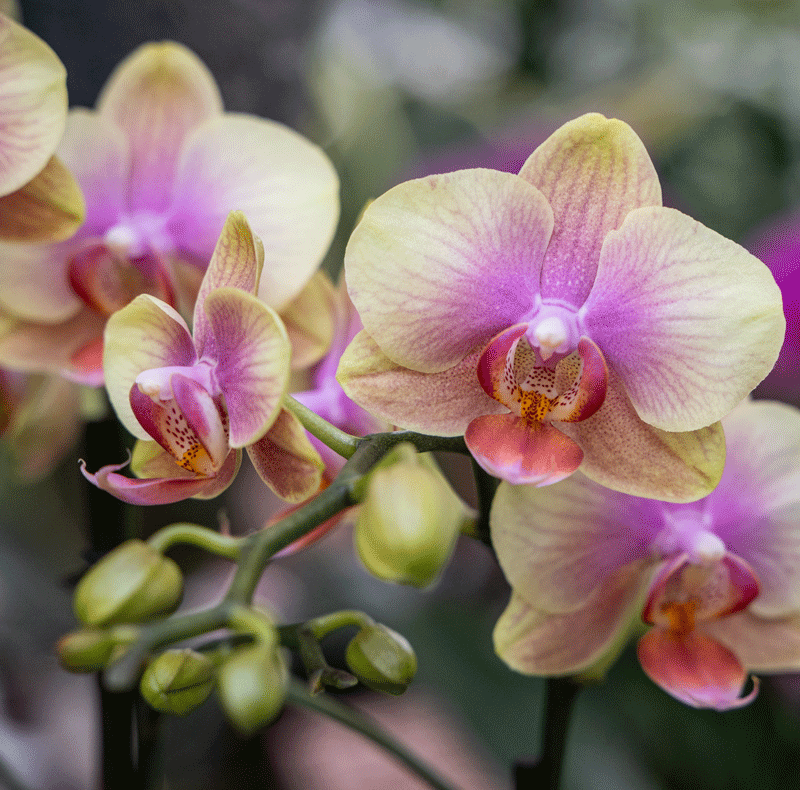 Orchids