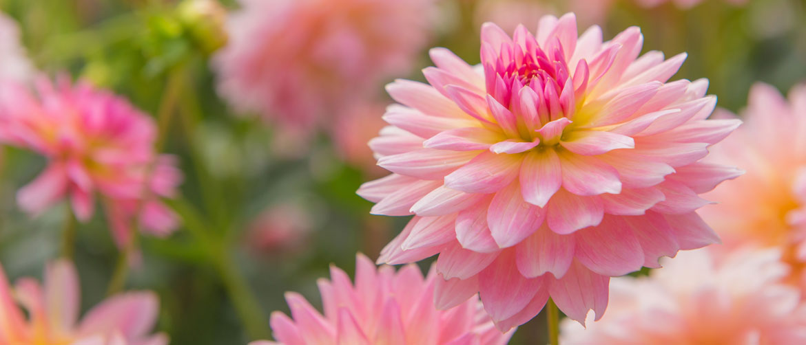 Summer Flowering Bulbs Available Now!