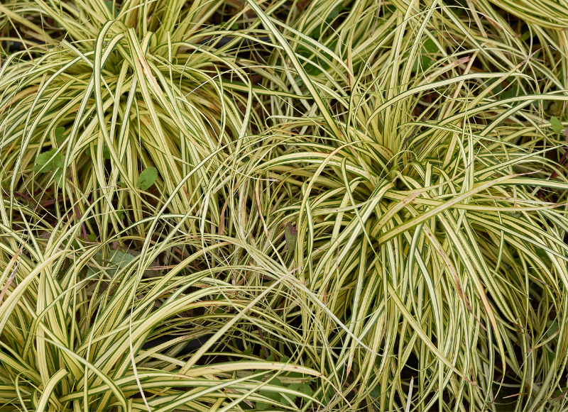Add texture, movement, and elegance to your garden