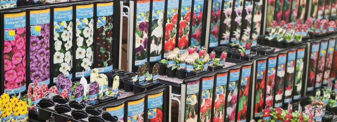 Add Summer Colour With Kinder Young Plants.
