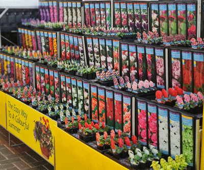 Add Summer Colour With Kinder Young Plants.