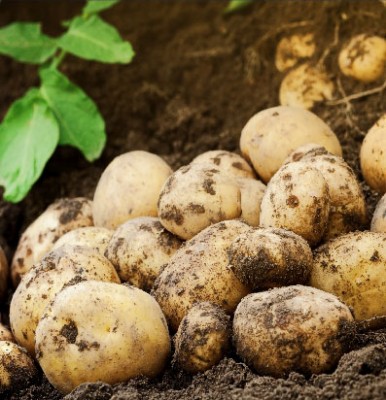 How To Grow Potatoes For Christmas