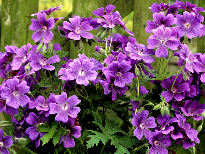 Foliage