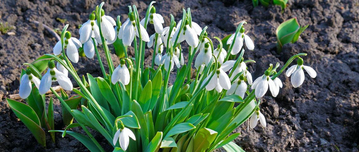Plants For Winter Interest