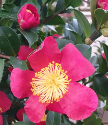 Plants For Winter Interest