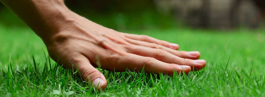 Is your lawn is yellow? Don’t panic!