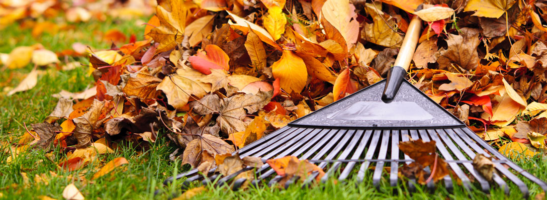 Autumn Lawn Care