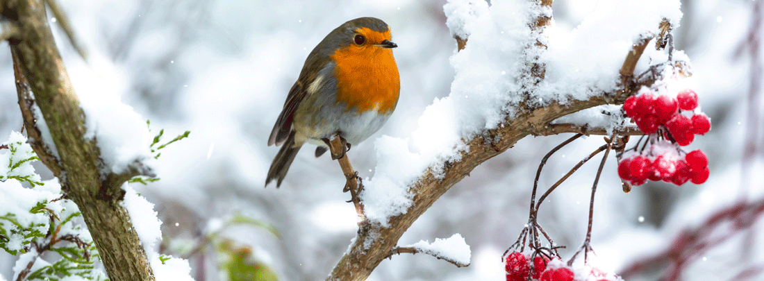 This Month in the Garden - December