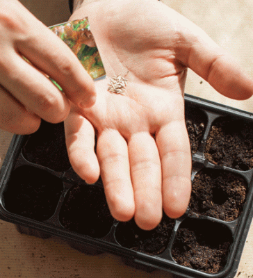 This Month in the Garden - June