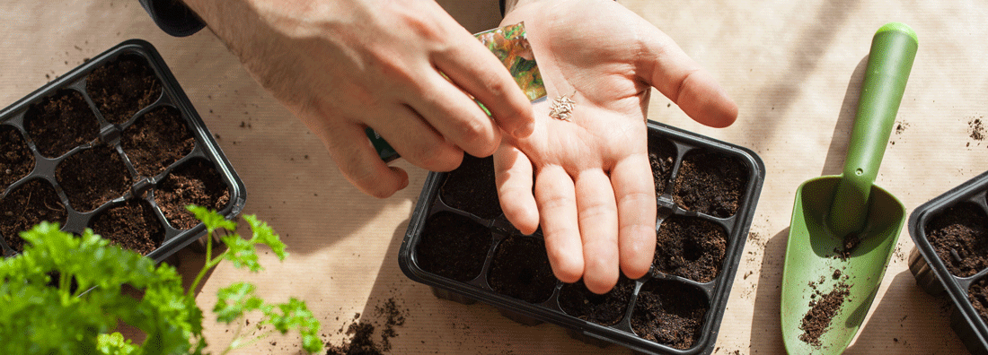 This Month in the Garden - June