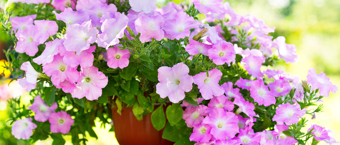 This Month in the Garden - August