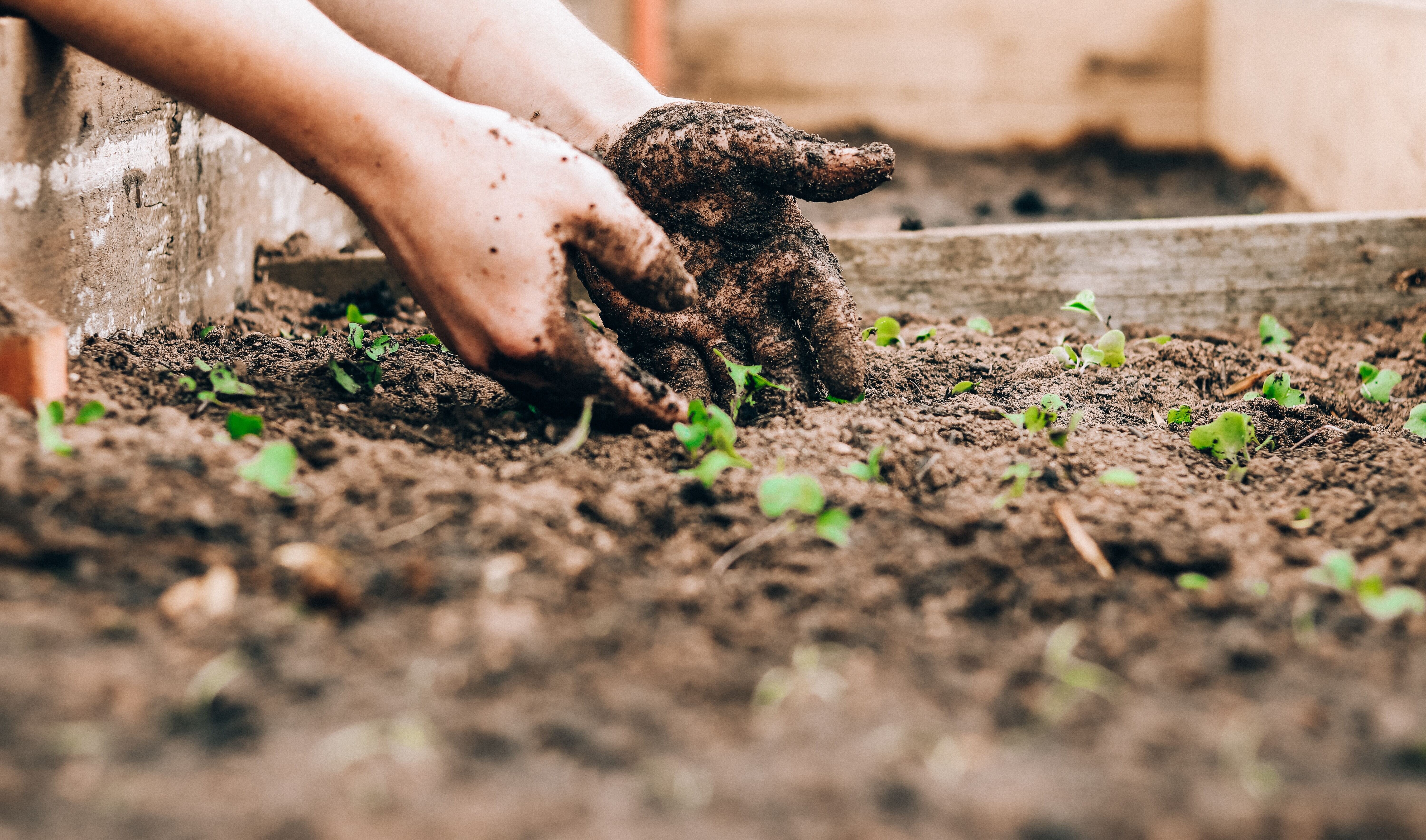 What to Plant in August