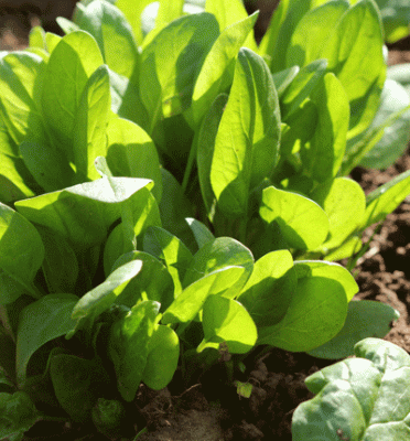 Extending the Vegetable Growing Season