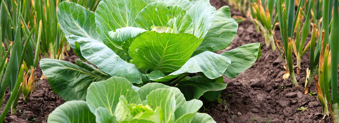 Extending the Vegetable Growing Season