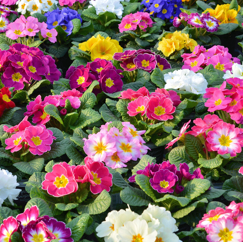 What are the Best Winter Bedding Plants?