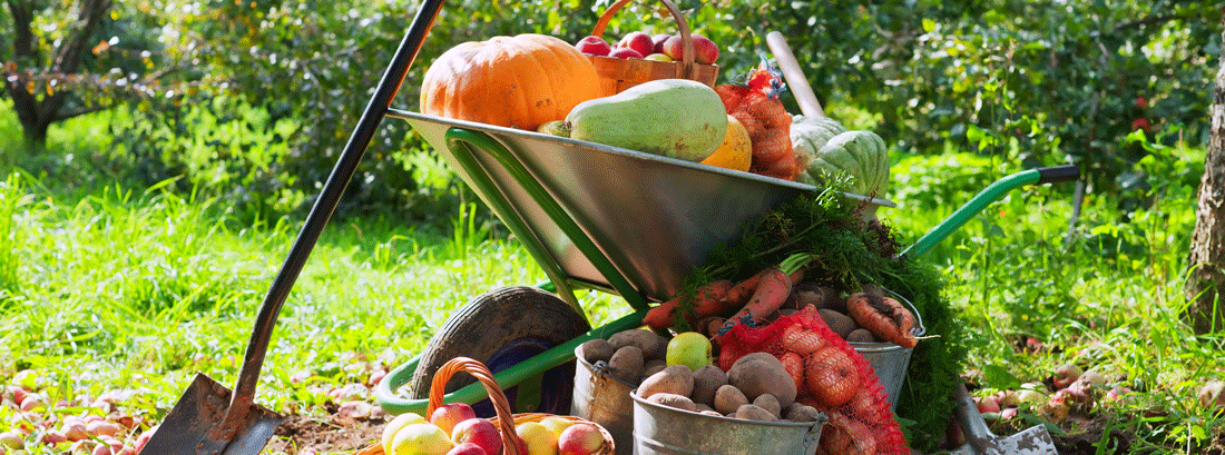 This Month in the Garden - October