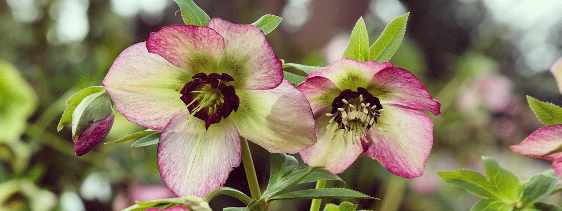 This Month in the Garden - February