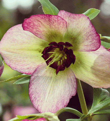 This Month in the Garden - February