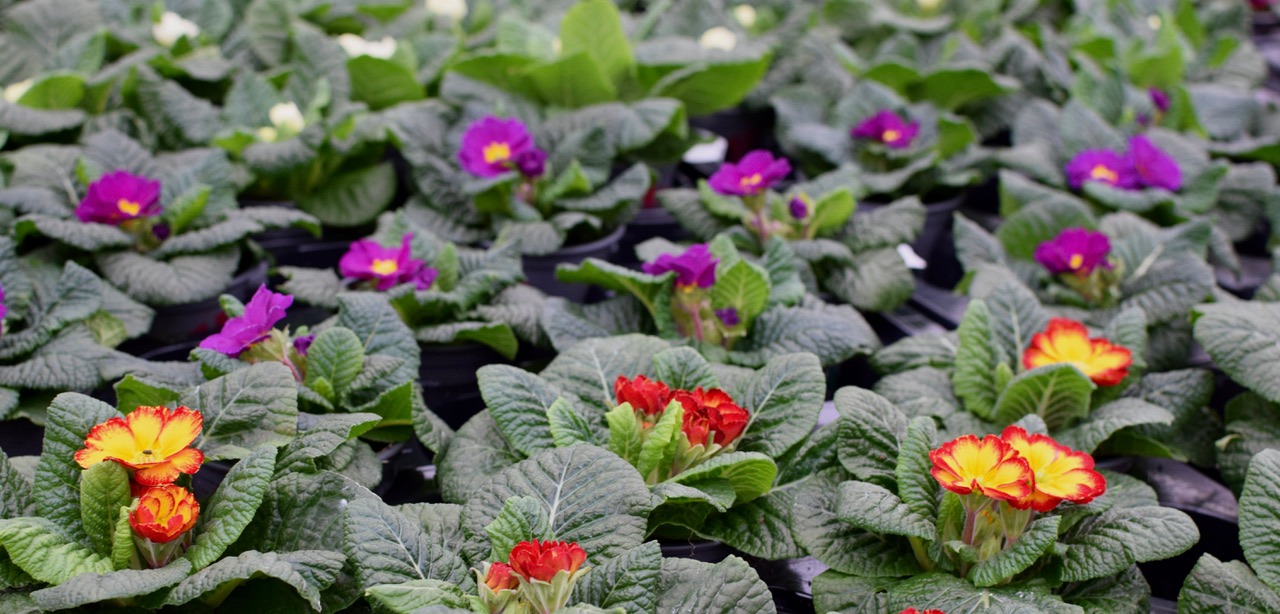 Huge Selection of Plants in Essex