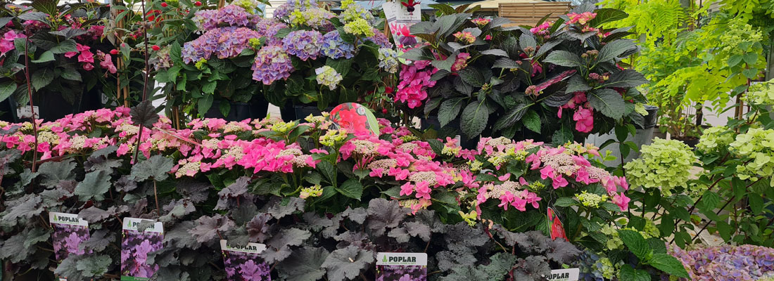 Add Late Summer Colour To The Garden With Hydrangeas