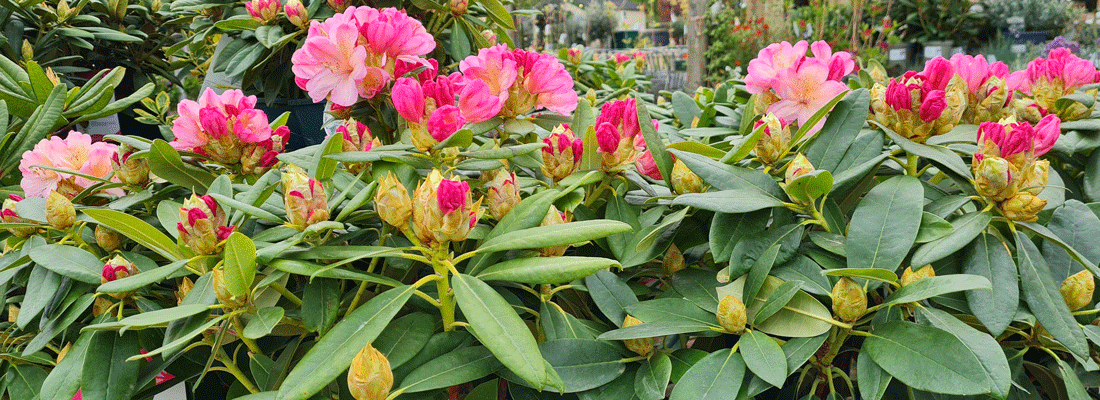 Spectacular Rhododendrons