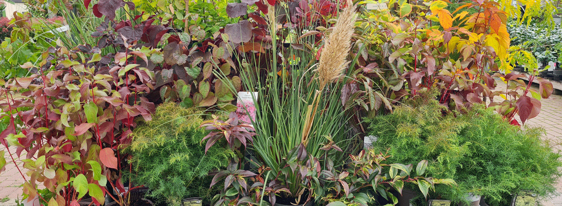 A Blaze Of Autumn Colour