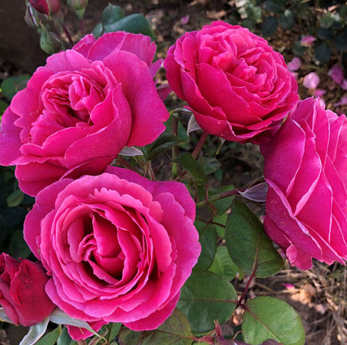 Time to get planting – roses, perennials, trees, shrubs