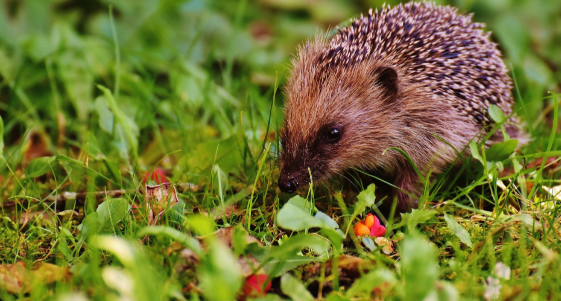 Hedgehogs Need Our Help!