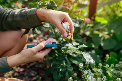 How to deadhead flowers