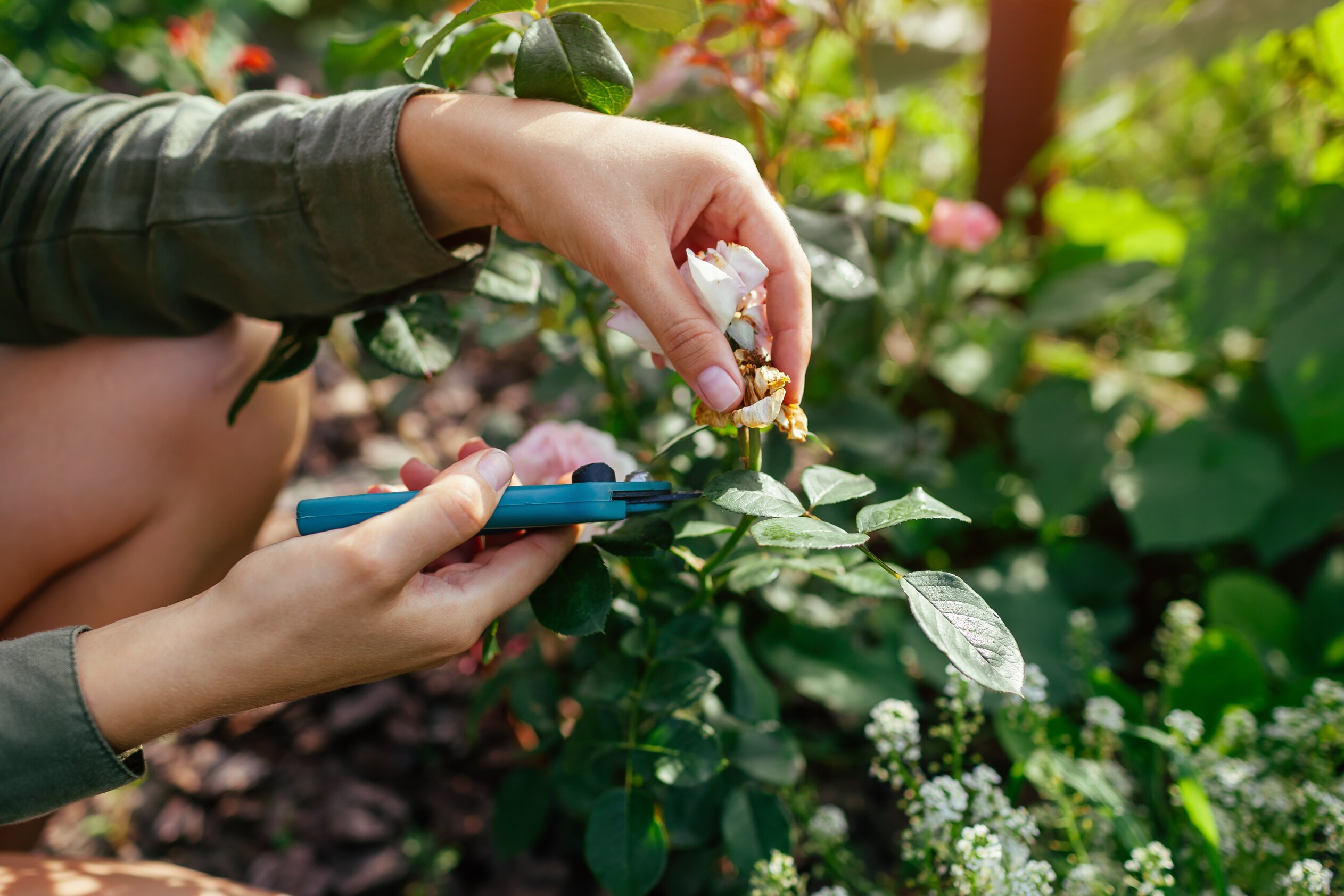 How to deadhead flowers