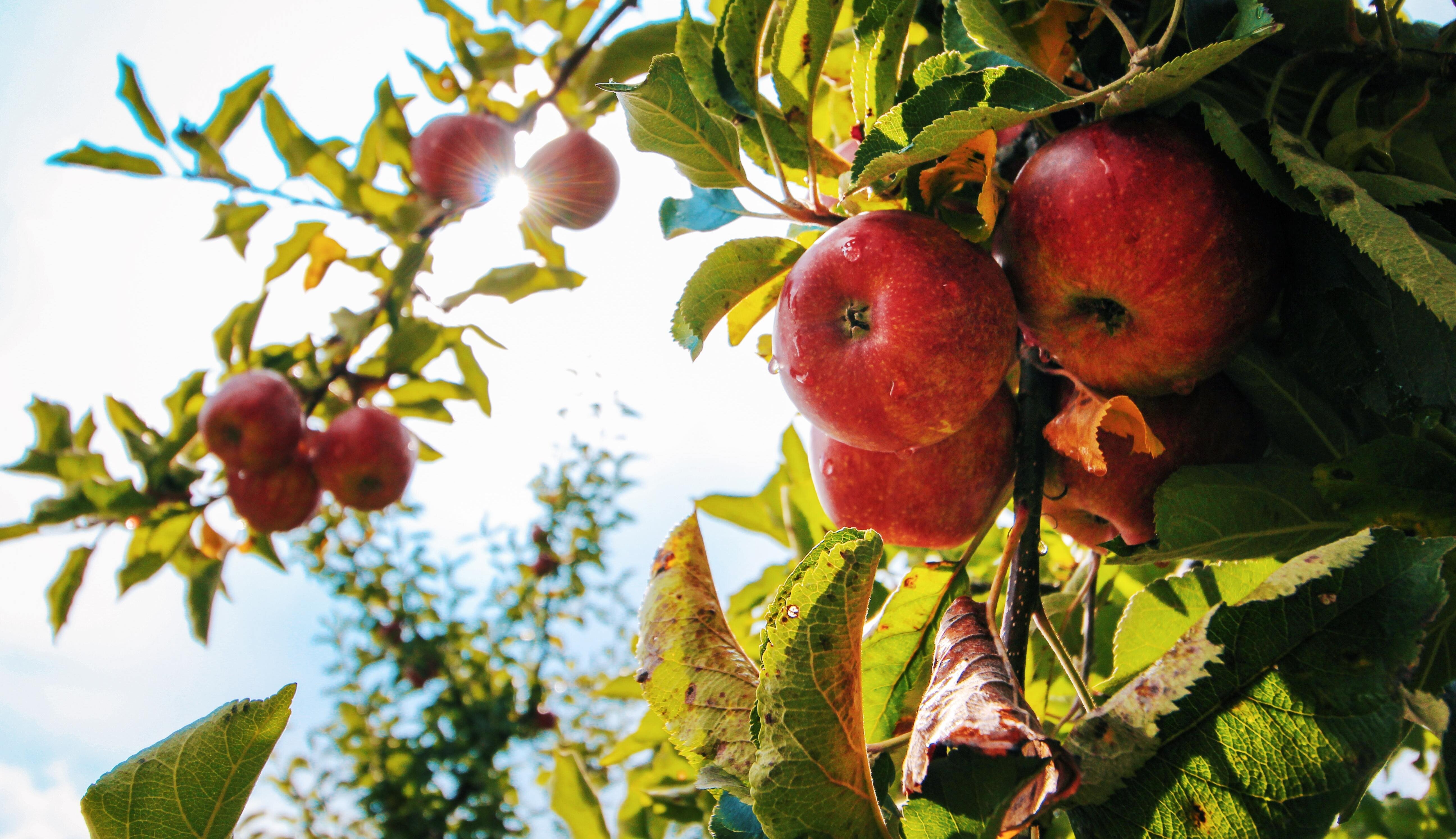 When To Prune Fruit Trees