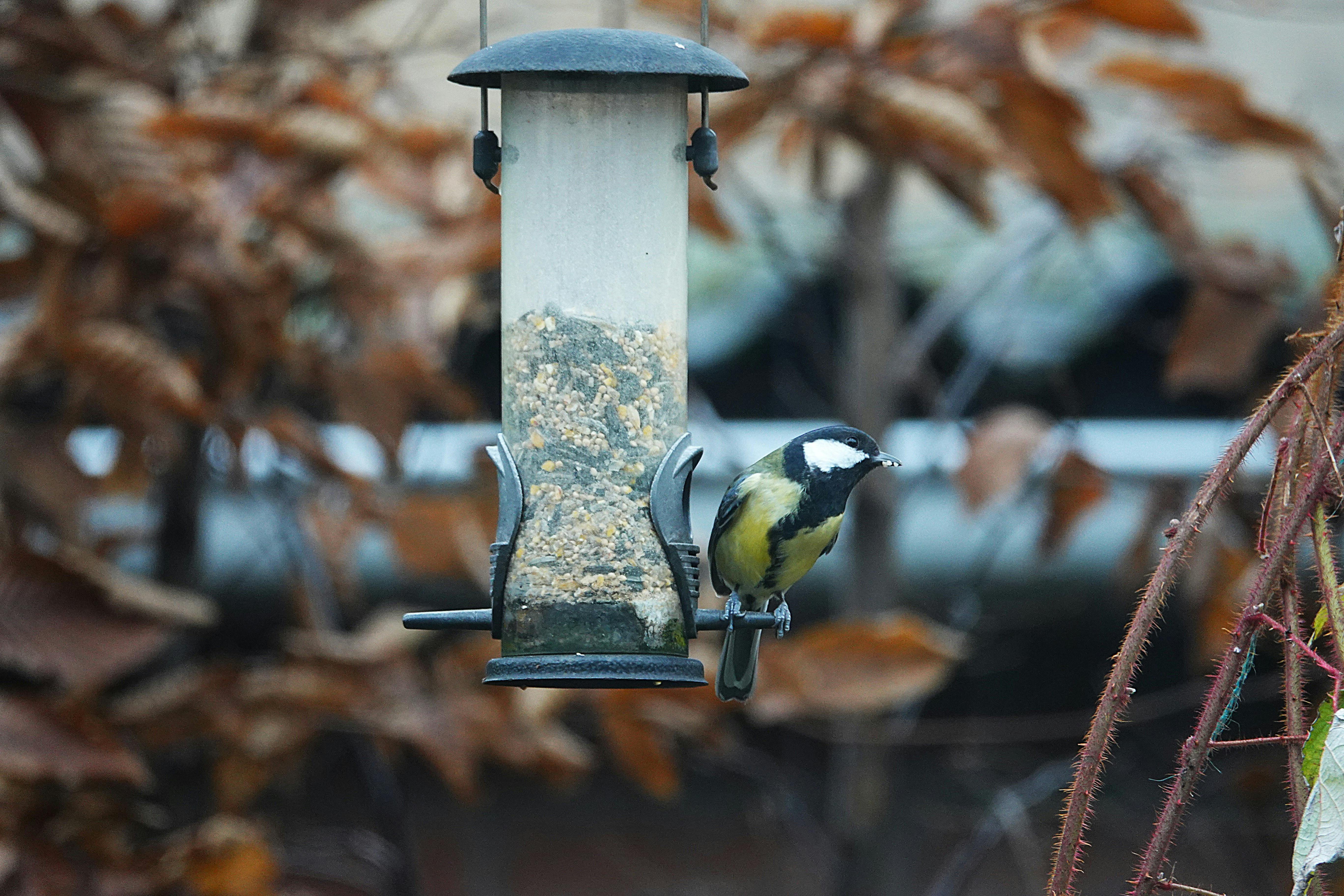 Garden wildlife supplies