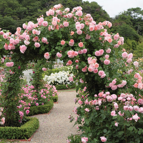 How and When to Prune Climbing Roses