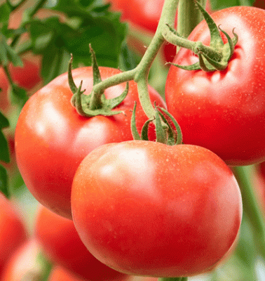 Home Grown Tomatoes