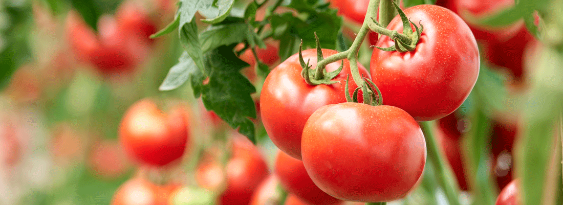 Home Grown Tomatoes