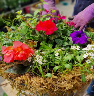 Hanging baskets 