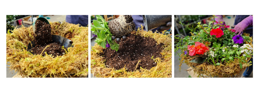 Planting A Summer Hanging Basket