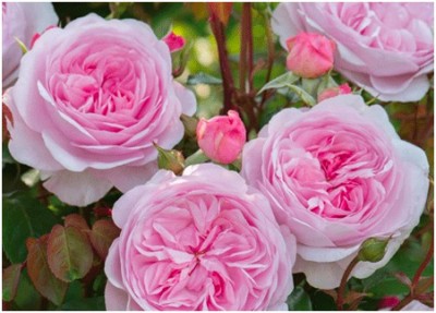 David Austin roses