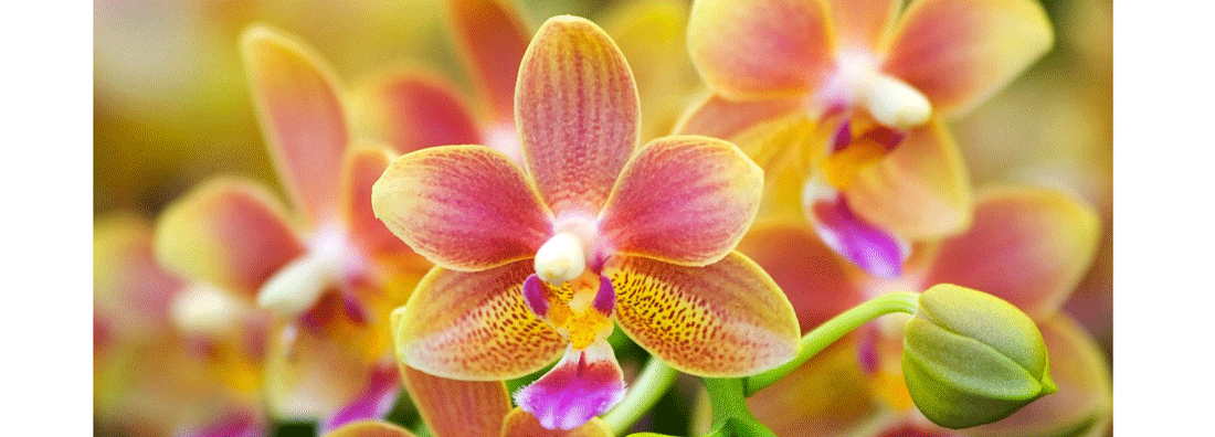 Orchid Know How