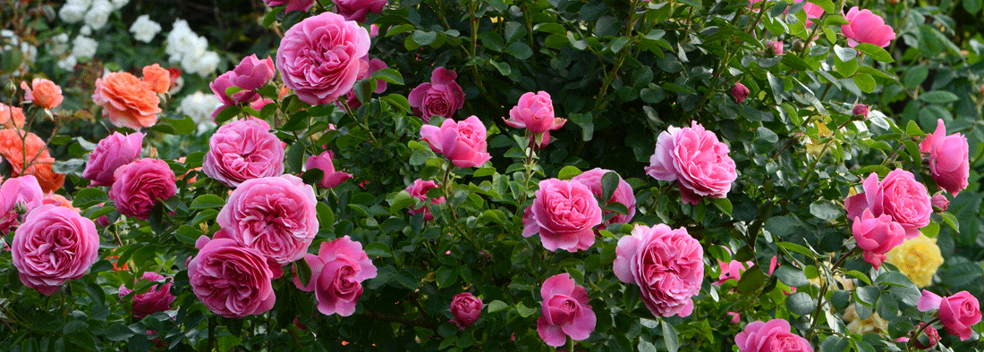 When to Prune Roses