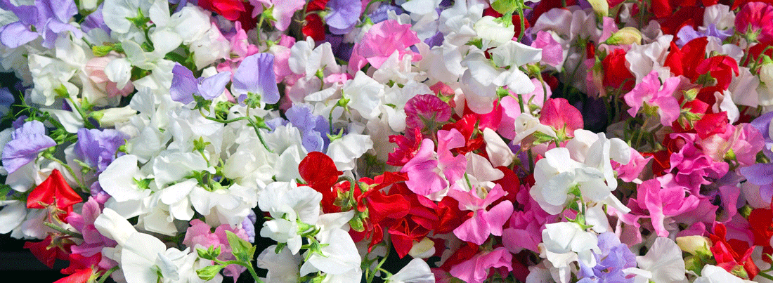 Grow fragrant sweet peas